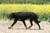 BEAUCERON 925